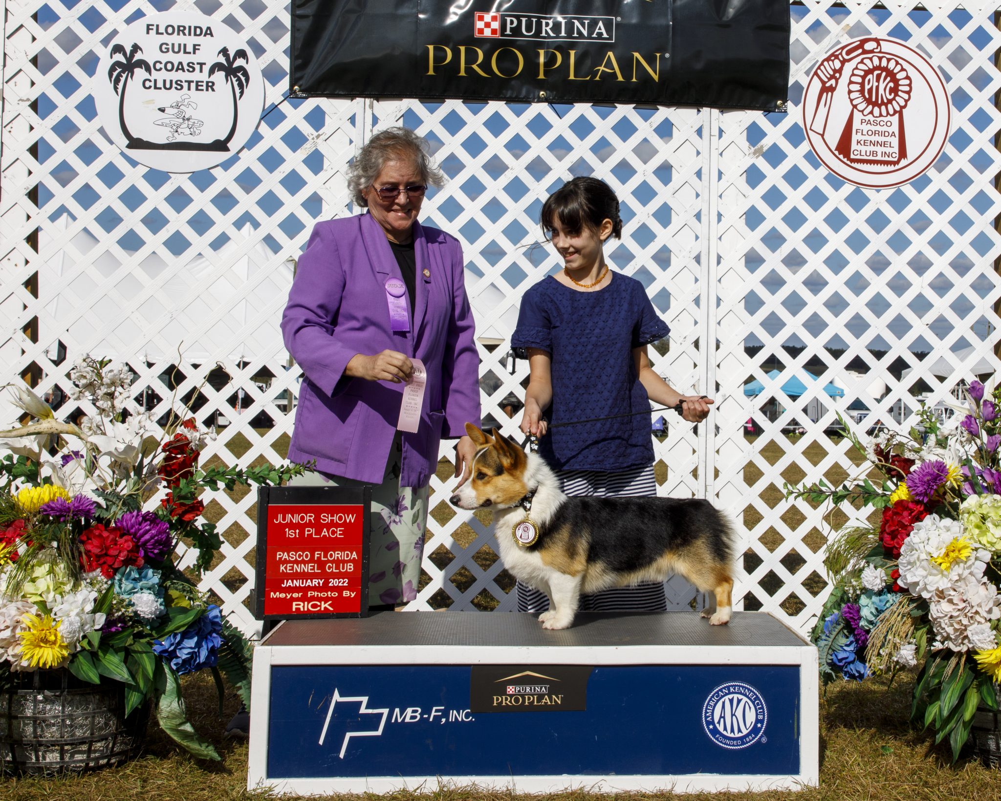 a handsome tricolor corgi male being awarded first place in an akc dog show