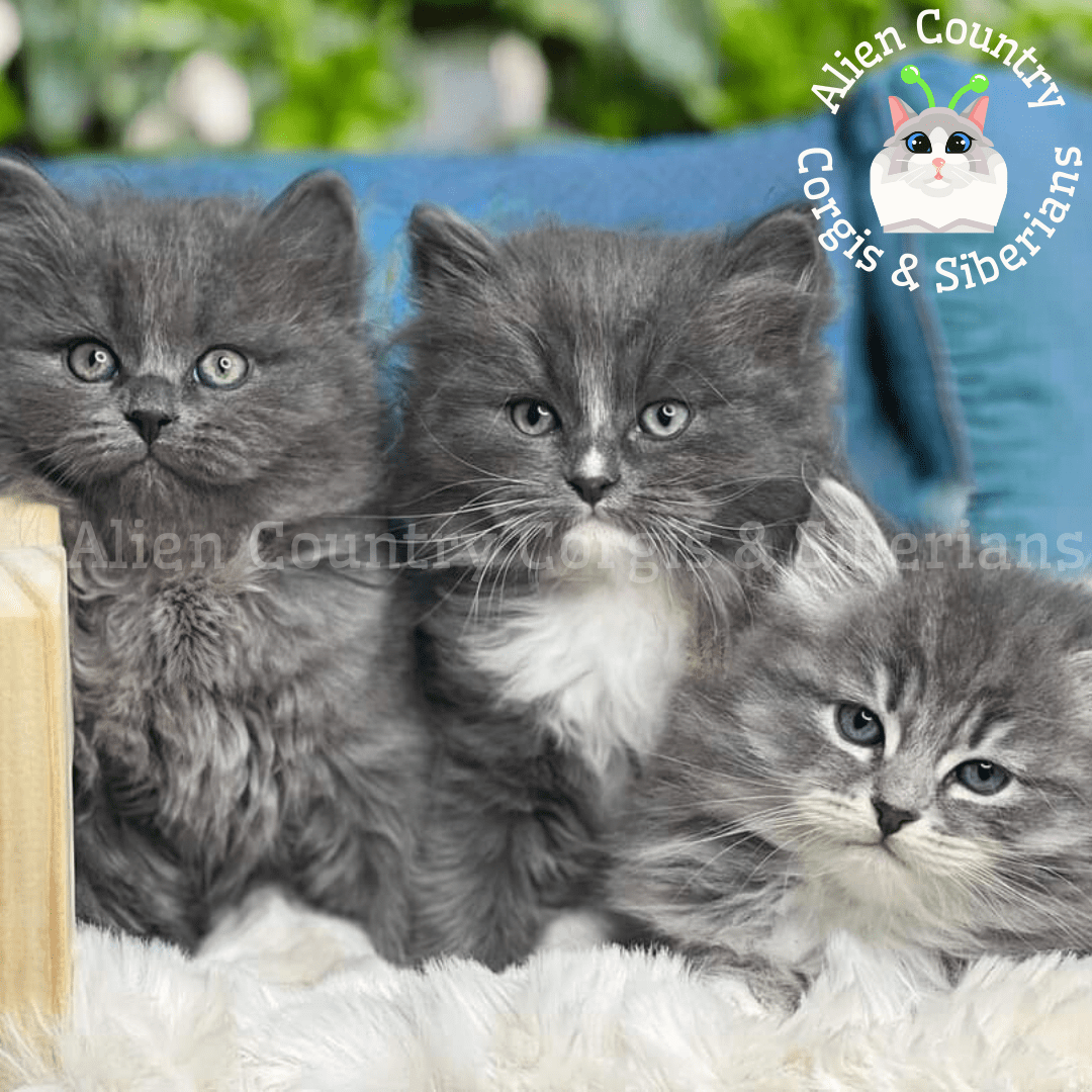 kittens for sale, cats kittens, siberian cat for sale, cats and kittens for sale, selling kittens. siberian kittens for sale, kitten breeders, kittens for sale now, kittens available, kittens for sale in, available kittens for sale, cat kitten for sale, siberian cat breeders, kittens for sale on, siberian kitten breeder, siberian cats, siberian for sale, siberian kitten, kittens available now, siberian breeders, available siberian kittens for sale, hypoallergenic cats, hypoallergenic cat breeds, hypoallergenic kittens for sale, allergy free cats, allergy free kittens for sale, organic kittens, natural rearing kittens cats, naturally reared kittens cats, siberian breeders near me, siberian kittens near me, siberian kittens florida, siberian kittens Georgia, siberian kittens Alabama, siberian kittens southern usa, siberian kittens Tennessee, siberian kittens south Carolina, siberian kittens north Carolina, siberian kittens tampa, siberian kittens Miami, siberian kittens Jacksonville, siberian kittens Orlando, nicholas siberians florida, Siberian Life Cattery, Kravchenko Siberian Cats, Whipurrs Siberian Cattery Florida, FL SUNSHINE SIBS, florida SUNSHINE SIBS, angels joy Siberians, Siberian Tampa, Reigning Cats, vanya Siberians, Arctic Eclipse Siberians, Silverwood Siberian Kittens, Siberian Life Cattery, little siberians cattery, Neva masquerade, cageless, blue, Russian blue Siberian, Siamese siberian, rare Siberian, gray Siberian, Blue eyed Siberian, white Siberian, Champion Siberian, show quality Siberian, family friendly, dog friendly, child kid friendly